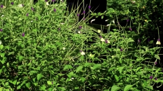 Herb, Plant, Vascular Plant, Parsley, Dill, Grass