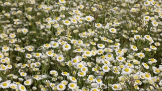 Herb, Plant, Vascular Plant, Sweet False Chamomile, Chamomile, Flower