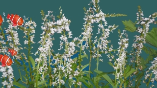 Herb, Plant, Vascular Plant, Tree, Season, Flower