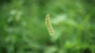 Herb, Plantain, Plant, Hoary Plantain, Vascular Plant, Grass