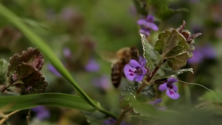 Herb, Vascular Plant, Dead Nettle, Plant, Flower, Garden