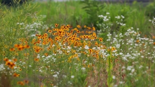 Herb, Vascular Plant, Dill, Plant, Flower, Grass