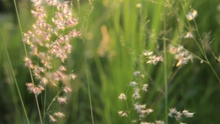 Herb, Vascular Plant, Plant, Field, Grass, Meadow