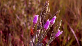 Herb, Vascular Plant, Plant, Flower, Blossom, Spring