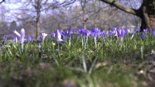 Herb, Vascular Plant, Plant, Flower, Chicory, Field