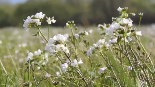 Herb, Vascular Plant, Plant, Flower, Flowers, Blossom