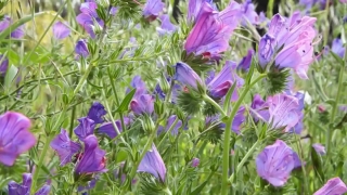 Herb, Vascular Plant, Plant, Flower, Flowers, Blossom