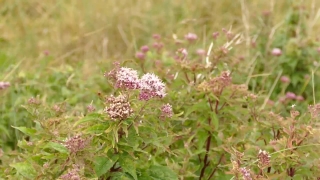 Herb, Vascular Plant, Plant, Flower, Garden, Bloom