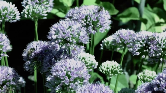 Herb, Vascular Plant, Plant, Flower, Garden, Bloom