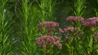 Herb, Vascular Plant, Plant, Flower, Garden, Blossom