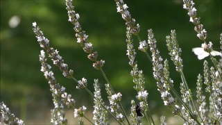 Herb, Vascular Plant, Plant, Flower, Garden, Field