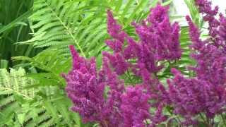 Herb, Vascular Plant, Plant, Flower, Garden, Flowers