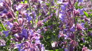 Herb, Vascular Plant, Plant, Flower, Lavender, Garden