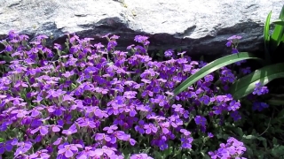 Herb, Vascular Plant, Plant, Flower, Moss Pink, Garden