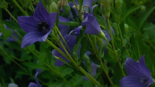 Herb, Vascular Plant, Plant, Flower, Periwinkle, Spring