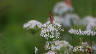 Herb, Vascular Plant, Plant, Flower, Spring, Blossom