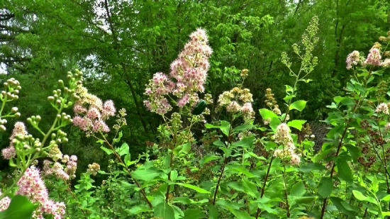 Herb, Vascular Plant, Plant, Flower, Spring, Garden