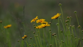 Herb, Vascular Plant, Plant, Flower, Spring, Grass