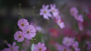 Herb, Vascular Plant, Plant, Garden Forget-me-not, Flower, Pink