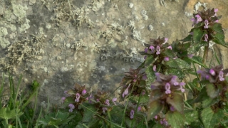 Herb, Vascular Plant, Plant, Hemp Nettle, Hedge Nettle, Flower