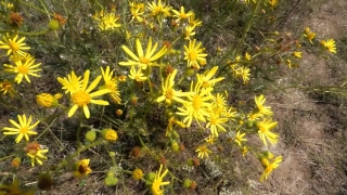 Herb, Vascular Plant, Plant, Sunflower, Flower, Yellow