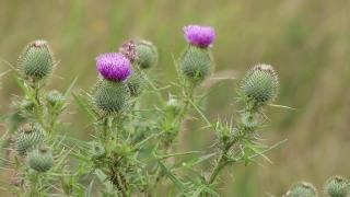 Herb, Vascular Plant, Plant, Vegetable, Milk Thistle, Flower