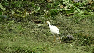 Heron, Egret, Wading Bird, Bird, Aquatic Bird, Wildlife