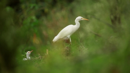 Heron, Egret, Wading Bird, Bird, Wildlife, Beak
