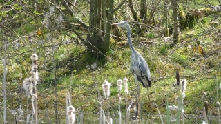 Heron, Wading Bird, Bird, Egret, Little Blue Heron, Aquatic Bird