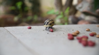 Hip, Fruit, Ladybug, Bird, Beetle, Insect