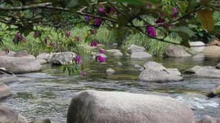Hippopotamus, Water Buffalo, Ungulate, Water, Old World Buffalo, River
