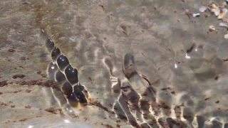 Honeycomb, Egg, Structure, Framework, Supporting Structure, Texture