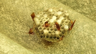 Honeycomb, Framework, Supporting Structure, Structure, Texture, Pattern
