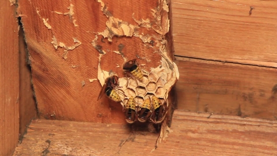 Honeycomb, Structure, Framework, Supporting Structure, Brown, Old