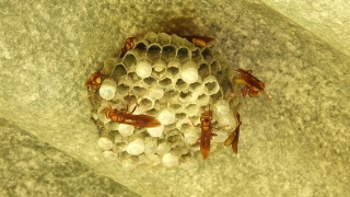 Honeycomb, Structure, Framework, Supporting Structure, Texture, Pattern