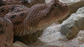 Horned Viper, Viper, Snake, Rattlesnake, Sidewinder, Pit Viper