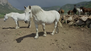 Horse, Animal, Farm, Horses, Equine, Stallion