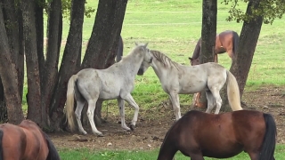 Horse, Colt, Foal, Equine, Horses, Farm