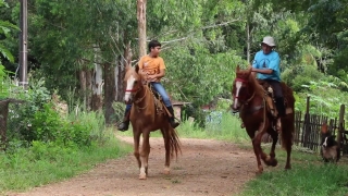 Horse, Equine, Sorrel, Horses, Resort, Farm