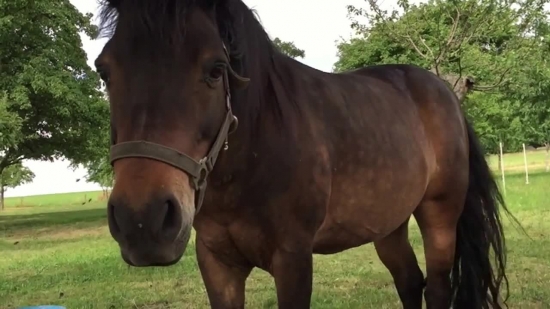 Horse, Farm, Thoroughbred, Stallion, Equine, Brown