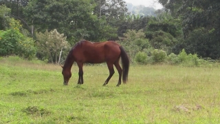 Horse, Horses, Farm, Grass, Pasture, Animal