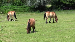 Horse, Horses, Grass, Farm, Animal, Pasture