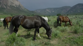 Horse, Horses, Grass, Ranch, Farm, Pasture