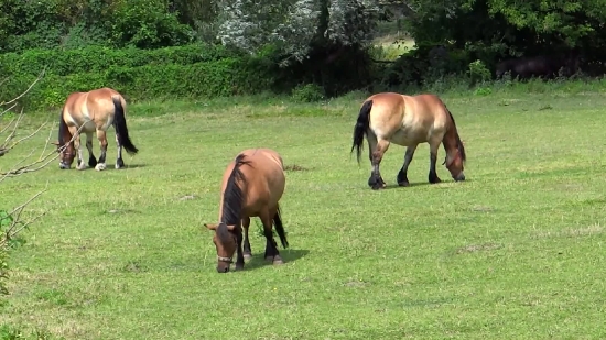 Horse, Horses, Grass, Thoroughbred, Farm, Animal