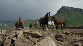 Horse, Horses, Ibex, Grass, Antelope, Ranch