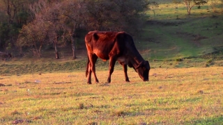 Horse, Horses, Pasture, Farm, Grass, Ranch
