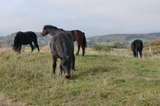Horse, Ranch, Farm, Grass, Horses, Field