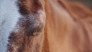 Horse, Sorrel, Equine, Head, Brown, Colt