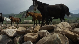 Horse, Thoroughbred, Animal, Farm, Horses, Grass
