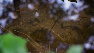 Horseshoe Crab, Arthropod, Invertebrate, Animal, Texture, Stone